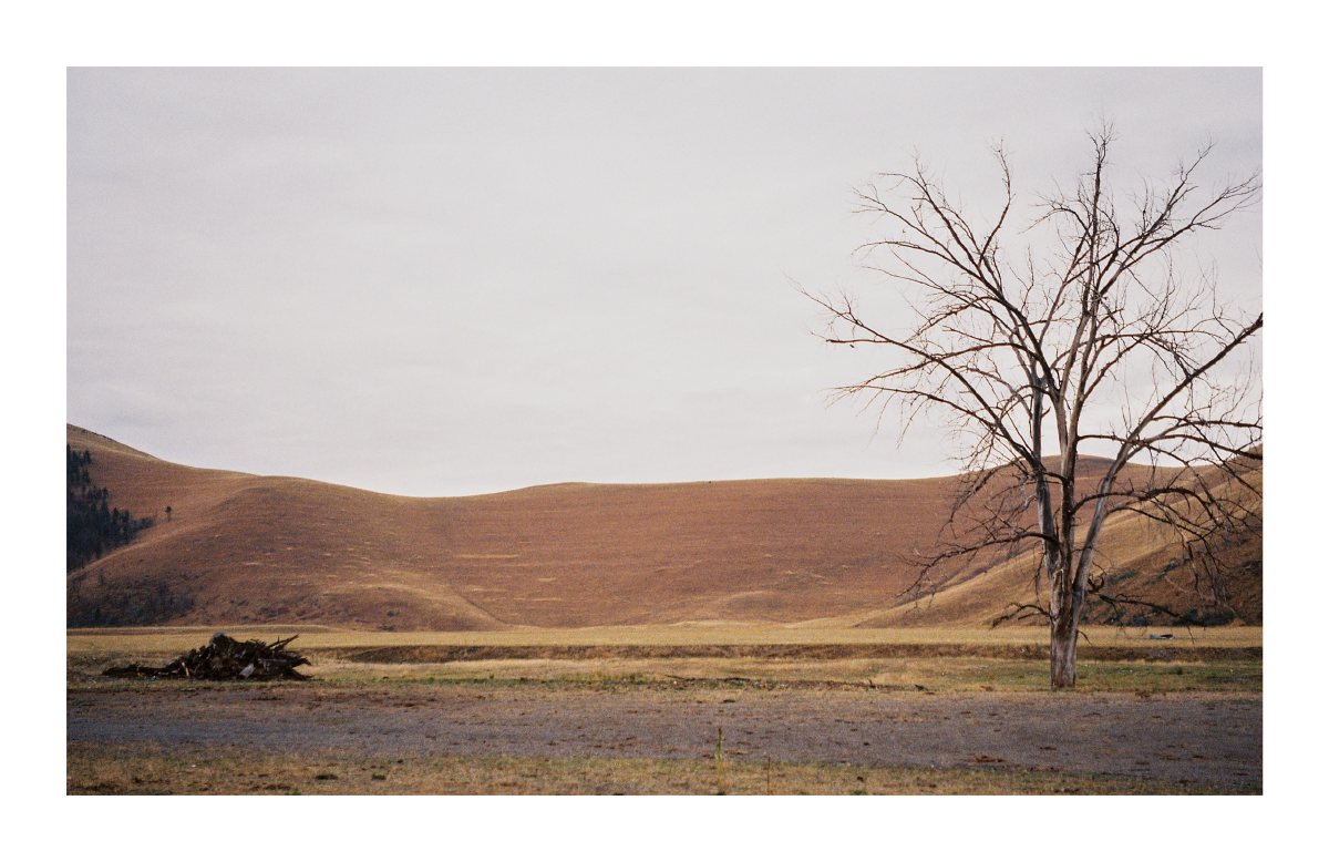 A bare tree beside rolling golden hills under an overcast sky