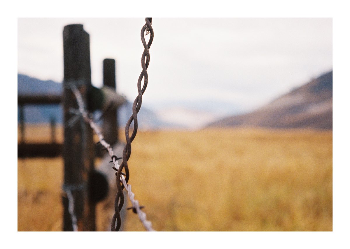 A twisted metal gate chain in focus against a blurred golden field