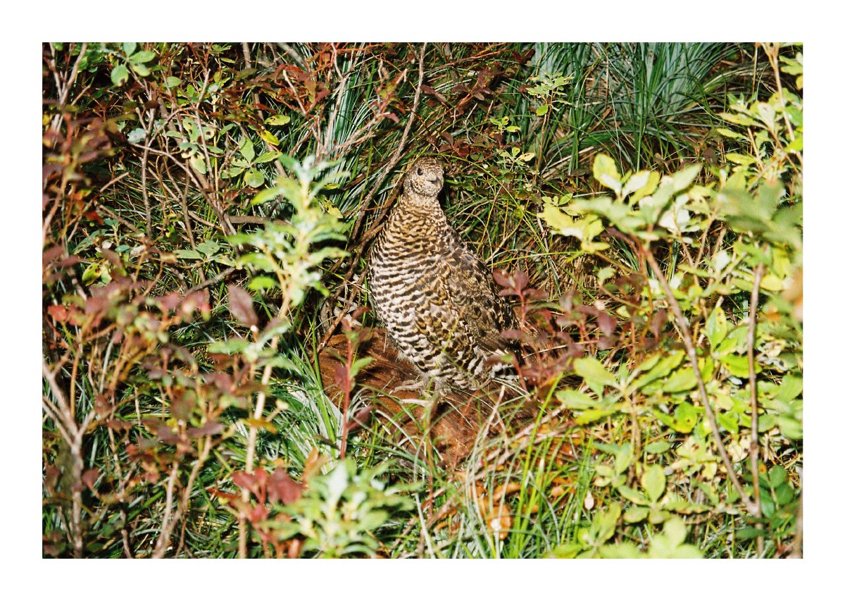 A mottled grouse standing among dense green and rust-colored undergrowth