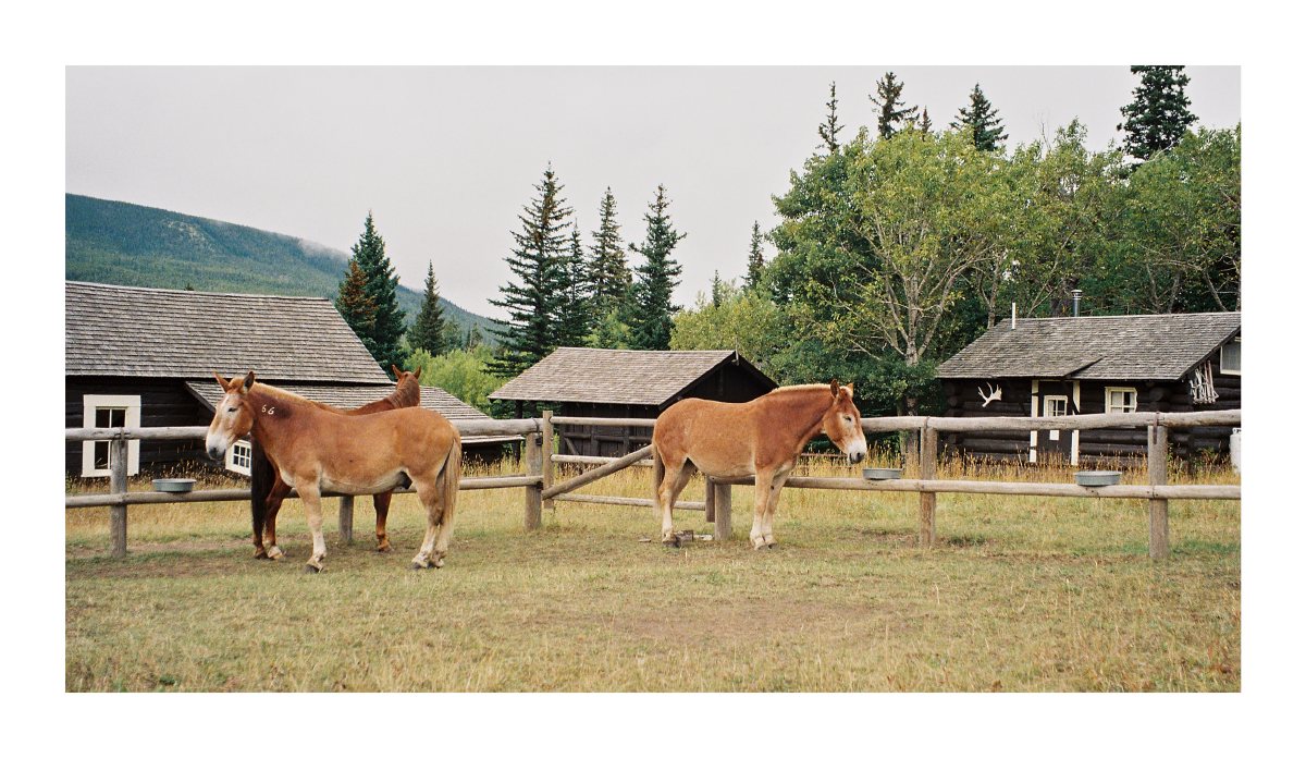 Three mules standing in a fenced meadow before rustic log buildings